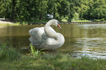 piękny, biały łabędź pływający w stawie w promieniach słońca © siwyk