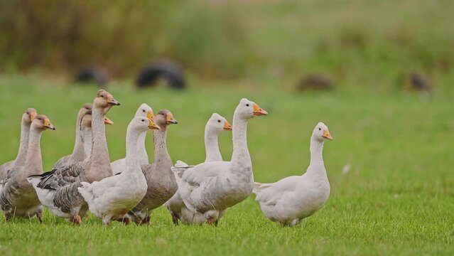 Flock of domestic geese on a green meadow.