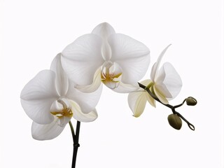 Pristine White Orchid