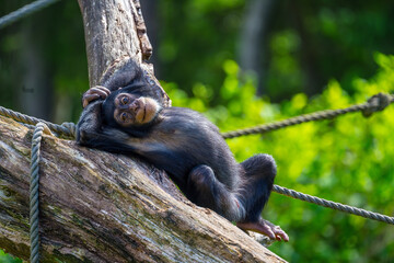 Chimpanzee