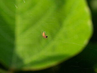 食事中のコガネグモダマシ