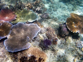 フィジーのカラフルなサンゴ（サンゴ礁） © Traveller Tomo