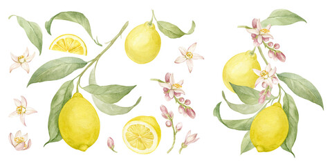 Yellow lemons on branches with leaves and flowers, cut ripe fruits and pieces of juicy lemon, fragrant lemon flowers. Large set of watercolor illustrations