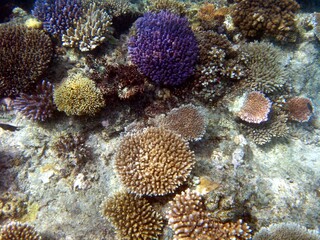 Obraz premium フィジーの紫色のサンゴ（サンゴ礁）