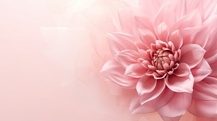 organza flower dahlia on a delicate powdery pink background