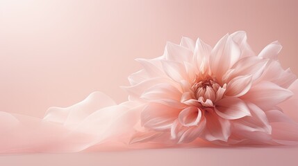 Fototapeta premium organza flower dahlia on a delicate powdery pink background