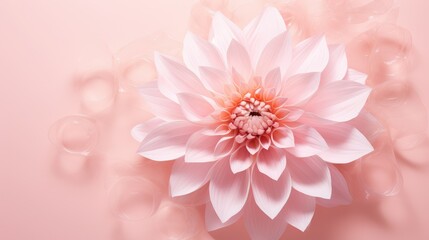 Fototapeta premium organza flower dahlia on a delicate powdery pink background