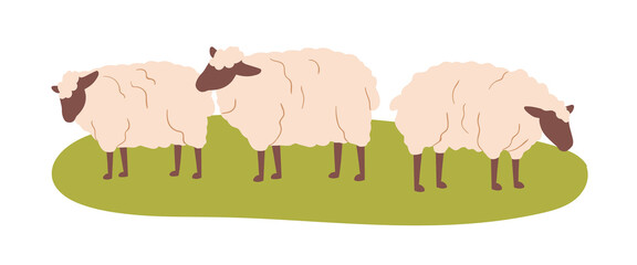 Sheep grazing on field. Cute fluffy ewes herd on rural farm, eating grass, feeding at green pasture. Domestic country animals in countryside. Flat vector illustration isolated on white background