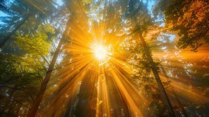 Fototapeta premium Radiant sunburst through dense, misty forest canopy at sunrise