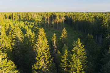 Coniferous forest on a summer day, photo view from a drone. Nature of Estonia. © Dmitri