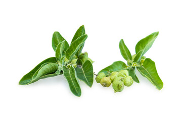 Ashwagandha green plant or withania somnifera plant isolated on white background. herbs medicine plant