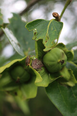 Brown Marmorated shield bug on green Persimmon fruit on branch. Halyomorpha halys infestation on Diospyros kaki orchard