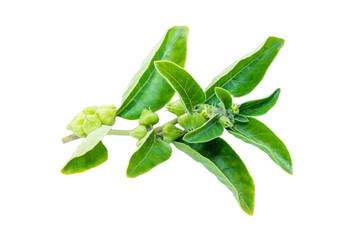 Ashwagandha green plant or withania somnifera plant isolated on white background. herbs medicine plant