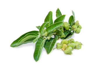 Ashwagandha green plant or withania somnifera plant isolated on white background. herbs medicine plant