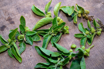 Fototapeta premium ashwagandha Berry on wooden background. Withania somnifera plant