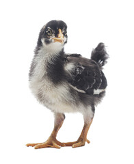 Black little chick isolated on white background © Dmytro Titov