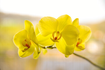 Yellow orchid in the sun