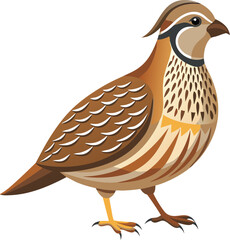 Quail Bird Vector  on a white background 