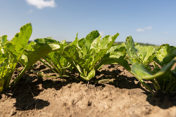 a field with white beetroot for the production of white beet sugar
