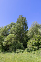 deciduous trees in windy weather in swaying foliage