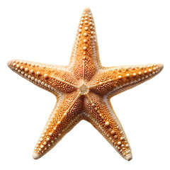 Starfish PNG Photo Overlays and Backgrounds - Realistic High-Quality Marine Life Images for Creative Projects, Perfect for Designers and Artists. AI generated.