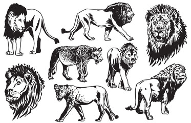 Graphical set of lions isolated on white background, vector illustration. African animal