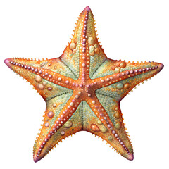Starfish PNG Photo Overlays and Backgrounds - Realistic High-Quality Marine Life Images for Creative Projects, Perfect for Designers and Artists. AI generated.