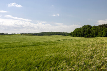 Obraz premium unripe barley ears in spring