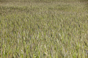 agriculture in the summer with a lot of green cereals