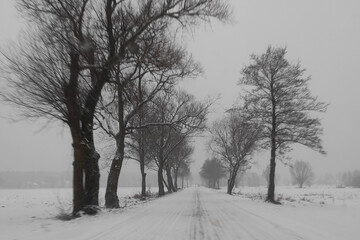 trees in the snow