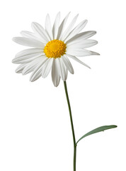 Lovely white Daisy (Marguerite) isolated on white background, including clipping path.