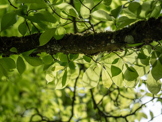 tree branch und green leaves  in the forest