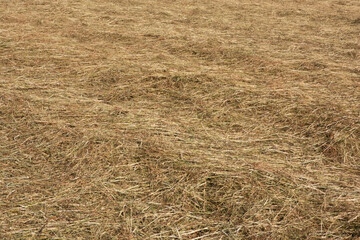 Hay drying in the sun