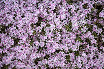 Obraz premium field of spring flowers closeup