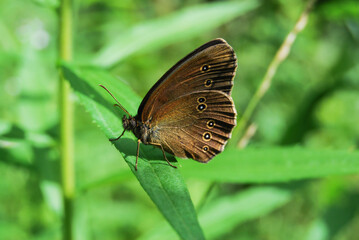 butterfly Aphantopus hyperantus on a green leaf in the field