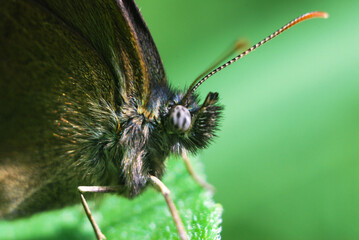 face of a brown butterfly with long whiskers on a green background