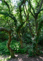 Fototapeta premium In the forest, twisted trees draped in ivy create an enchanted atmosphere