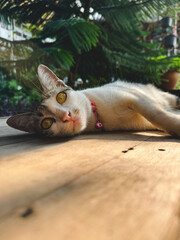 Vertical and close up photo of white and grey cat, relaxing and lying down on wooden floor under...