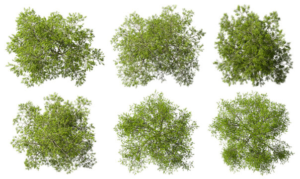 From above green trees canopy collections cutout on transparent 3d render png