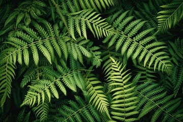 Close up of a collection of ferns with green leaves.