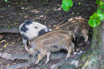 Wild boar - Sus scrofa - in the forest and by the in its natural habitat. Photo of wild nature