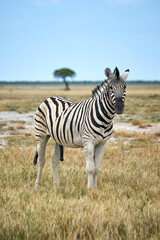Zebra at the Etosha National Park in Namibia © vladimirzhoga