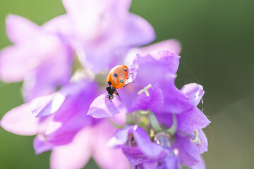 Ladybug on a purple flower. A small red insect with black dots on its back crawls on a beautiful flower.