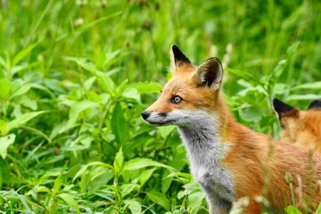 Obraz premium 幼いキツネの子供