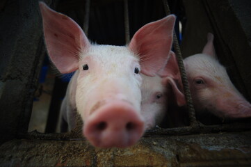 curious piglet with my camera