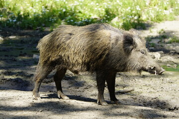 
The wild boar (Sus scrofa), also known as the wild swine or Eurasian wild pig. Germany.
