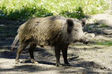 
The wild boar (Sus scrofa), also known as the wild swine or Eurasian wild pig. Germany.
