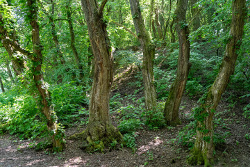 In the forest, twisted trees draped in ivy create an enchanted atmosphere
