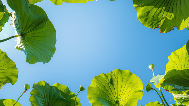 Up View Portrait of Lotus Leaves in Pond at Summer - Clear Blue Sky with Clouds