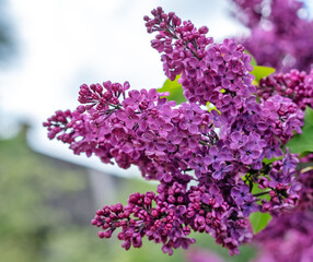 A purple flower with green leaves. Purple lilac on a branch